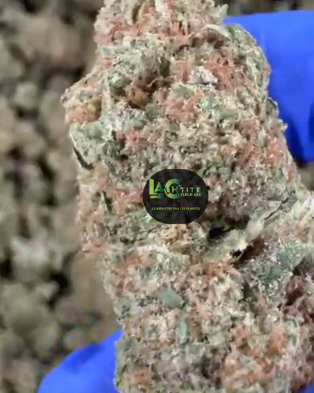 exodus chesse us cbd