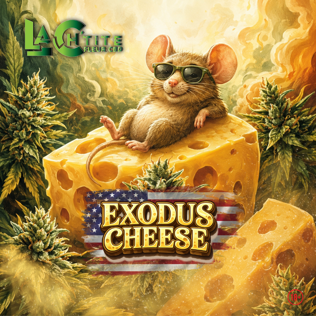 Exodus Cheese US Indoor CBD 12,22% | Fleur CBD Premium