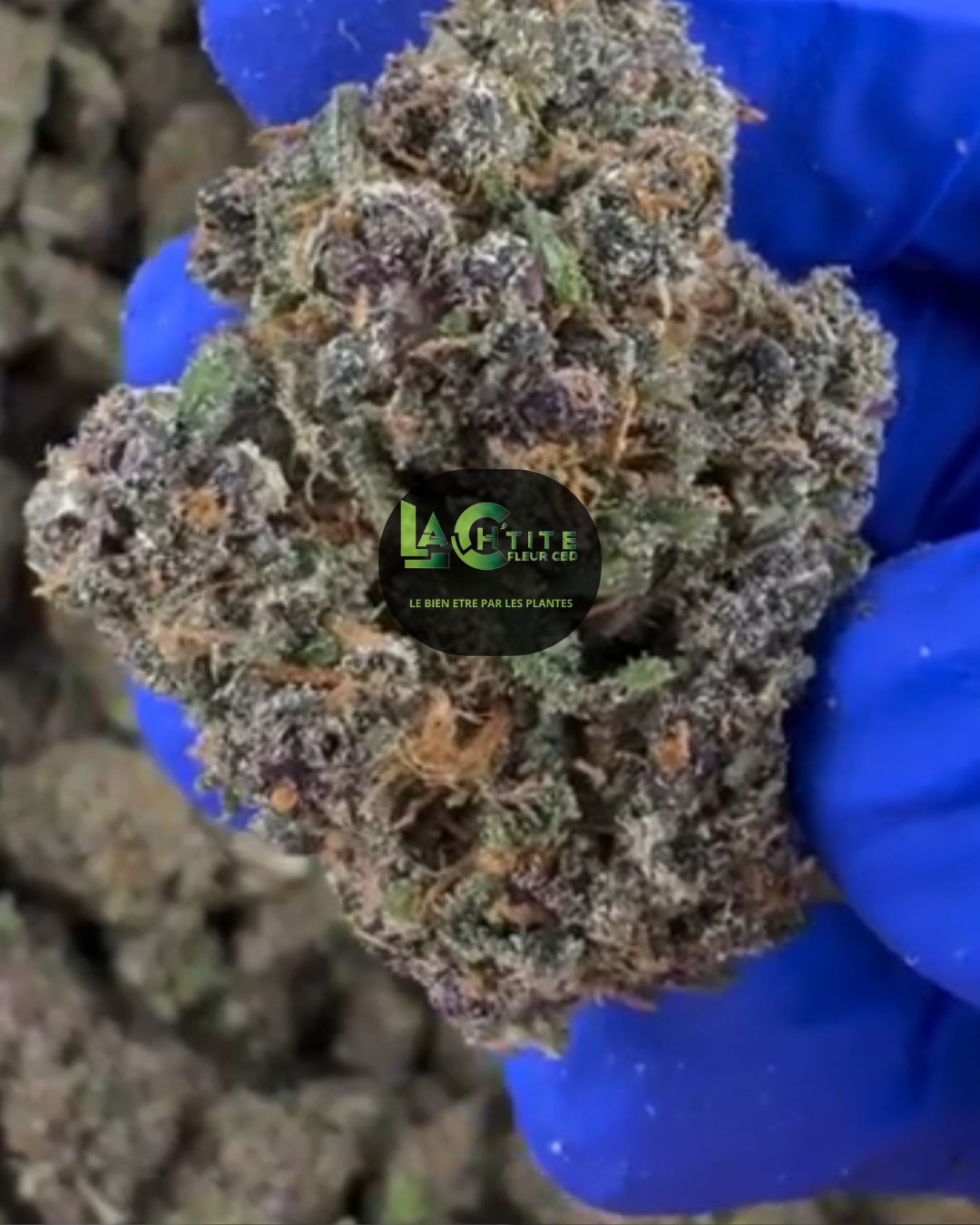 slushie us cbd (2)