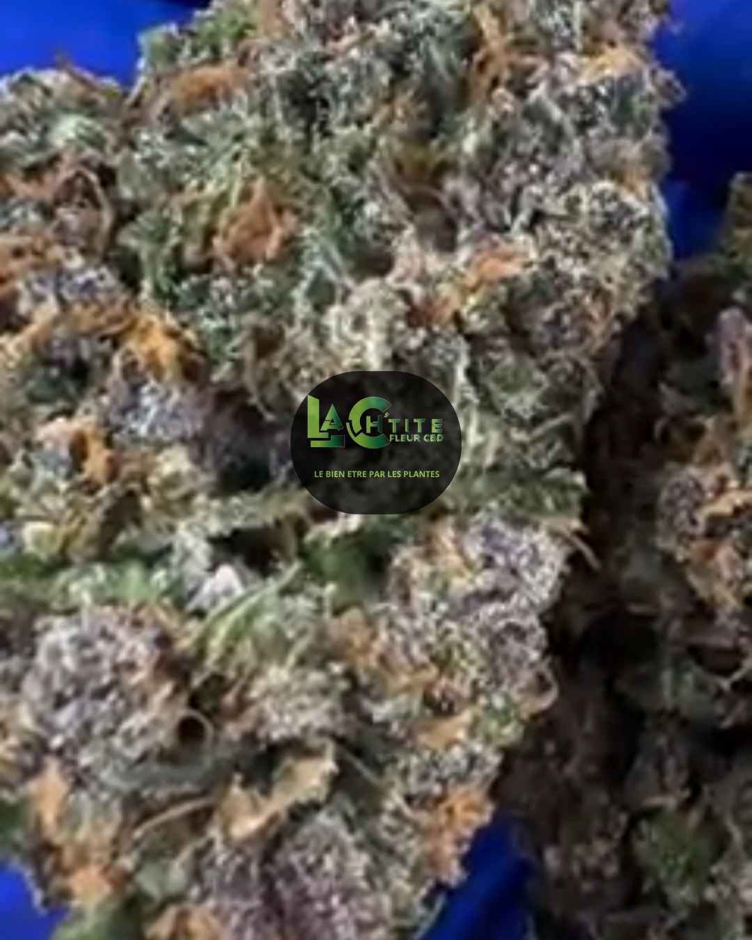 slushie cbd us