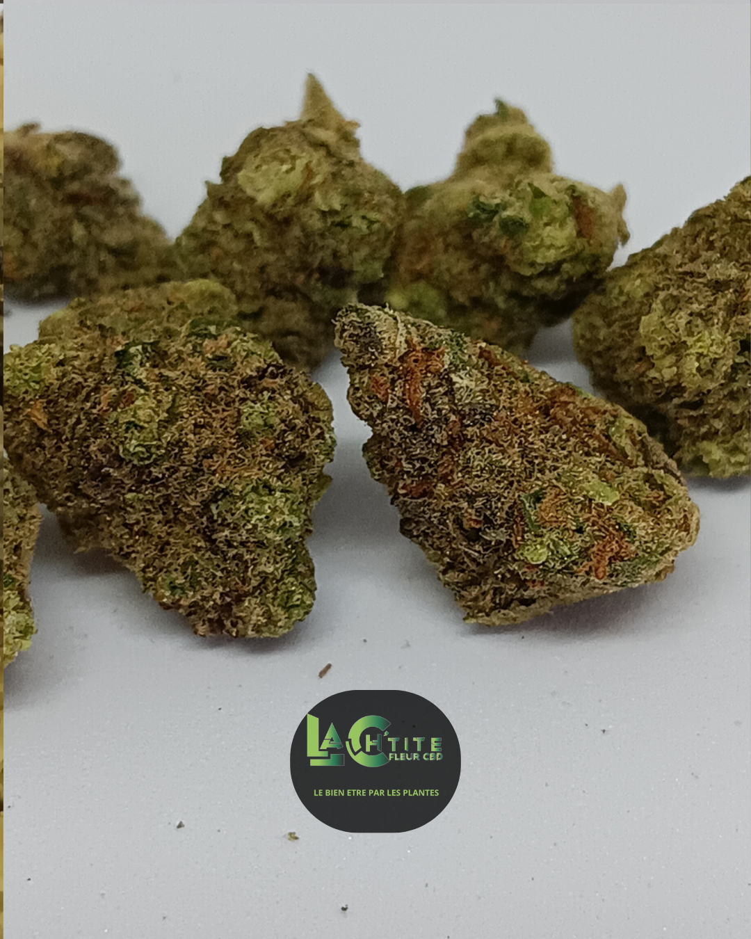 harlequin cbd small indoor