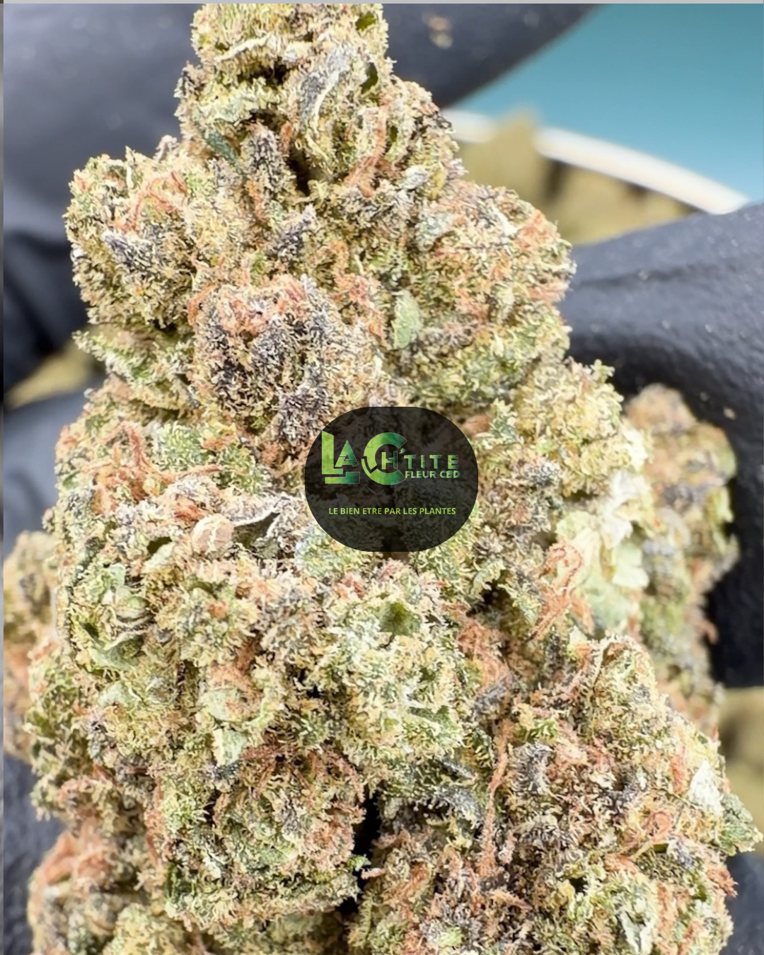 pineappel candy cbd