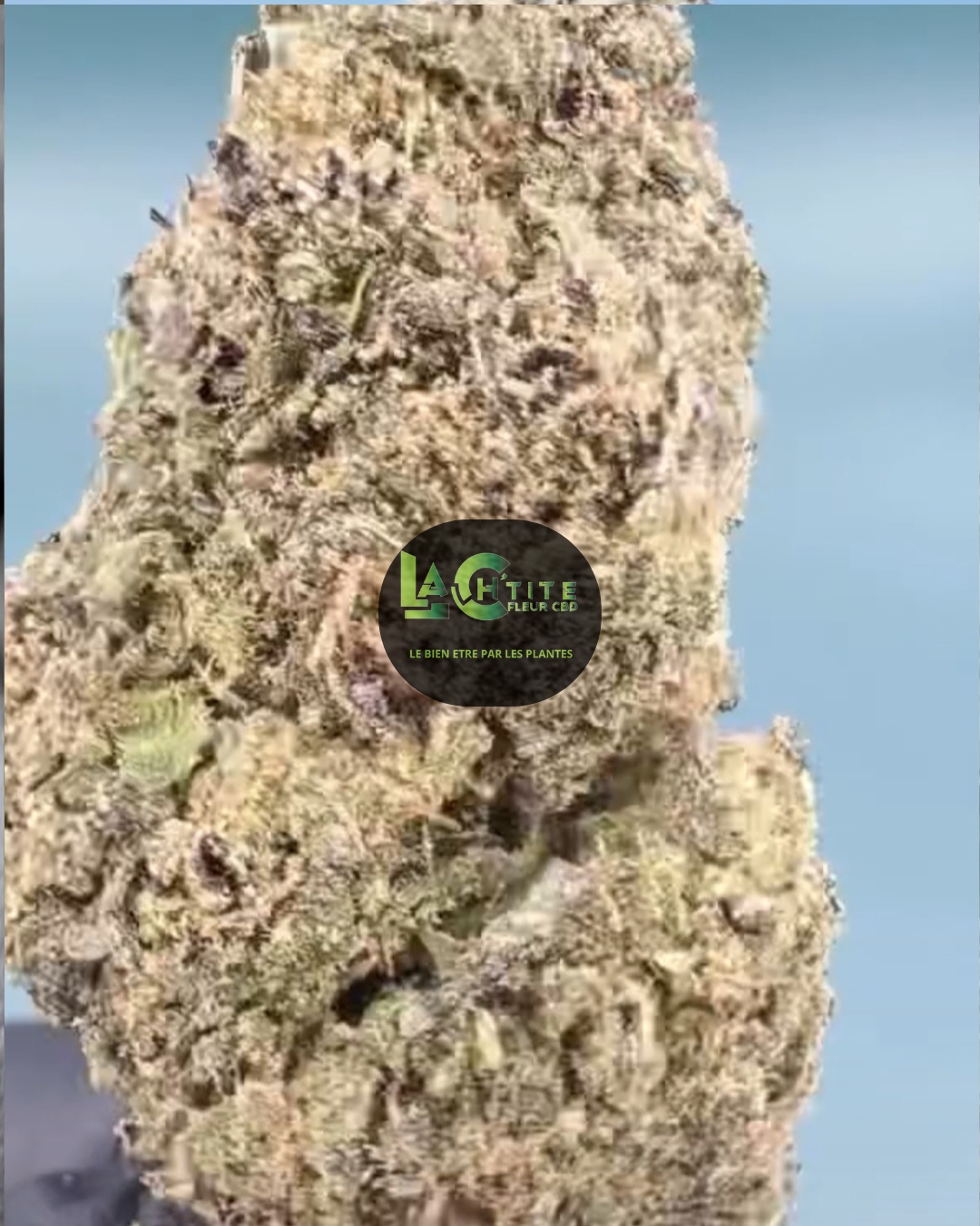 alien cookie gelato indoor cbd