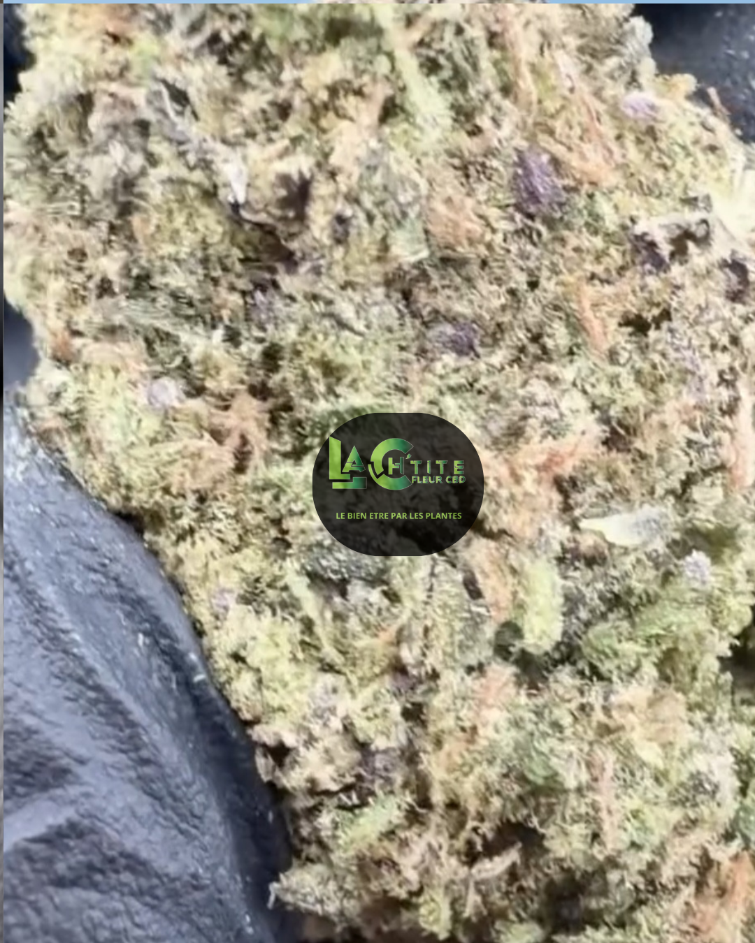 alien cookie gelato cbd