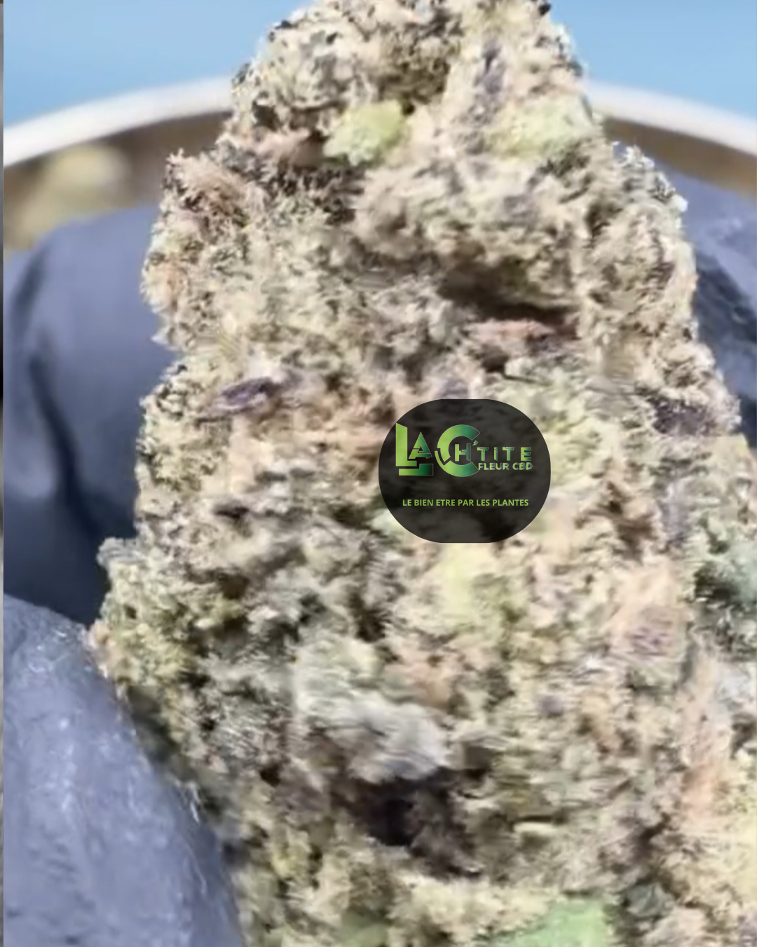 alien cookie gelato