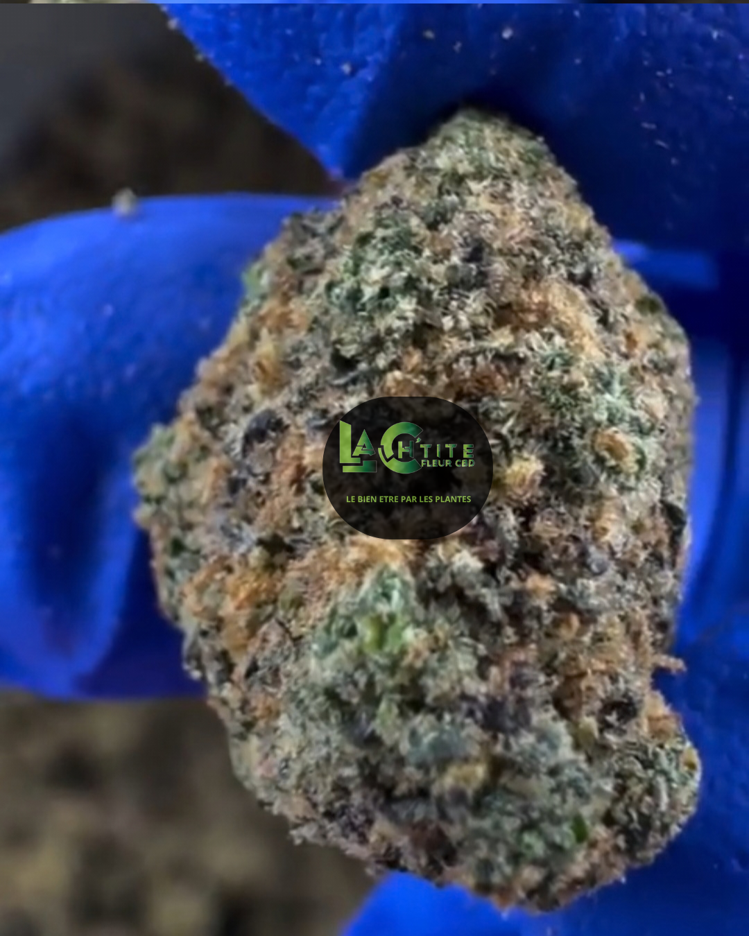 purple gaz cbd