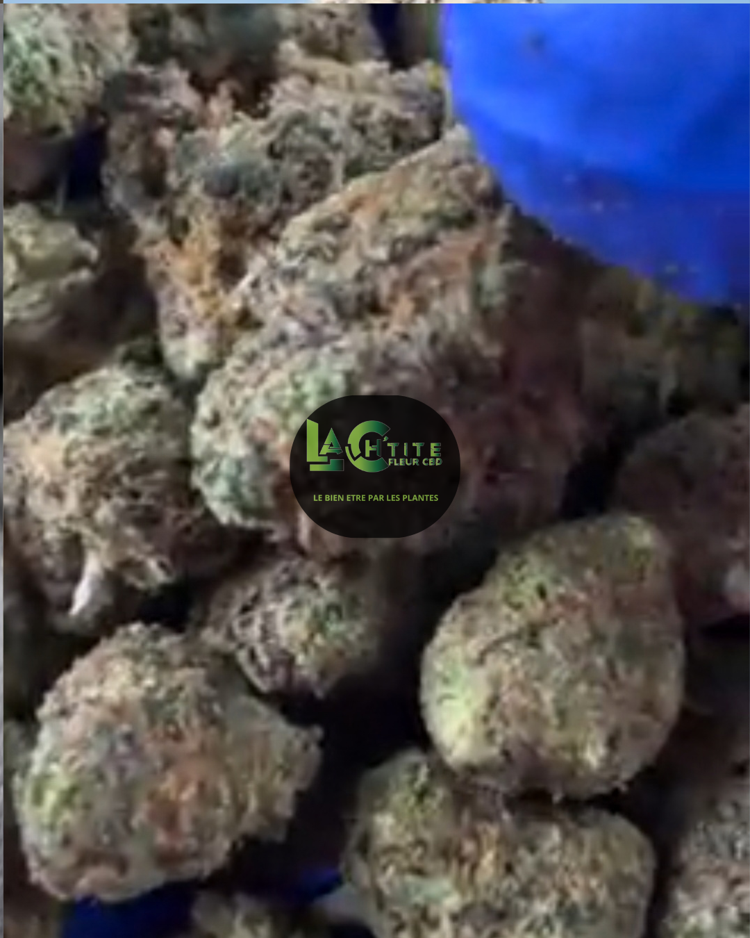 purplecbd gaz