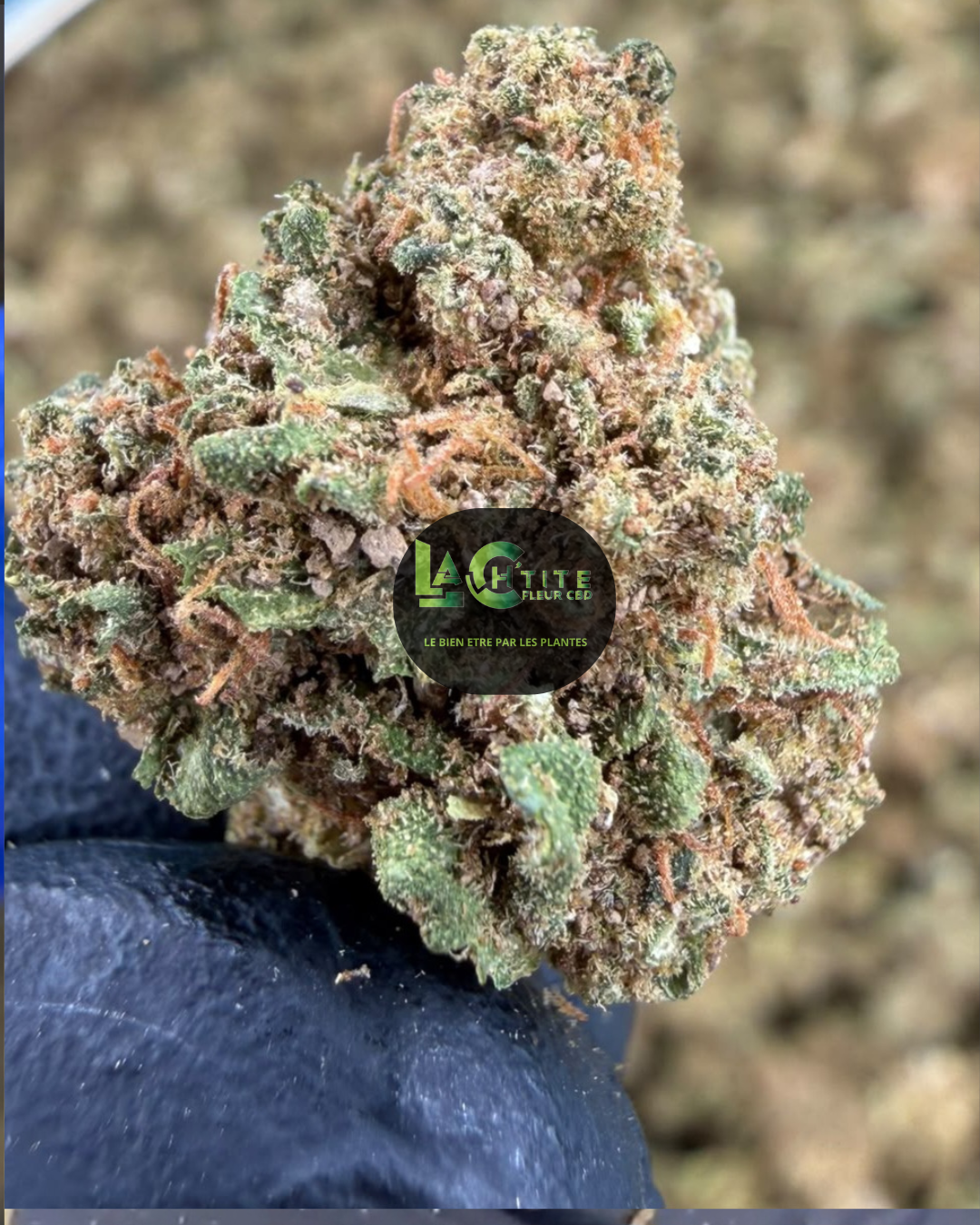 saphir cbd small bud