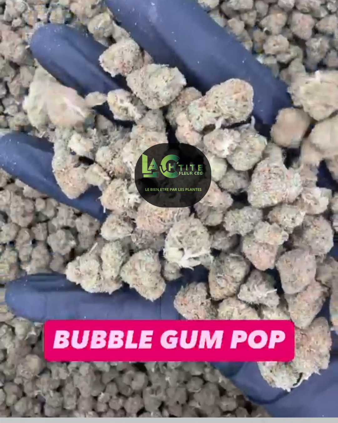 bubble gum