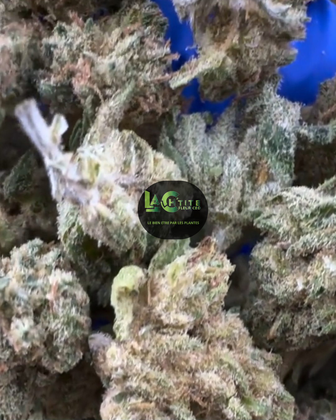 gushers cbd