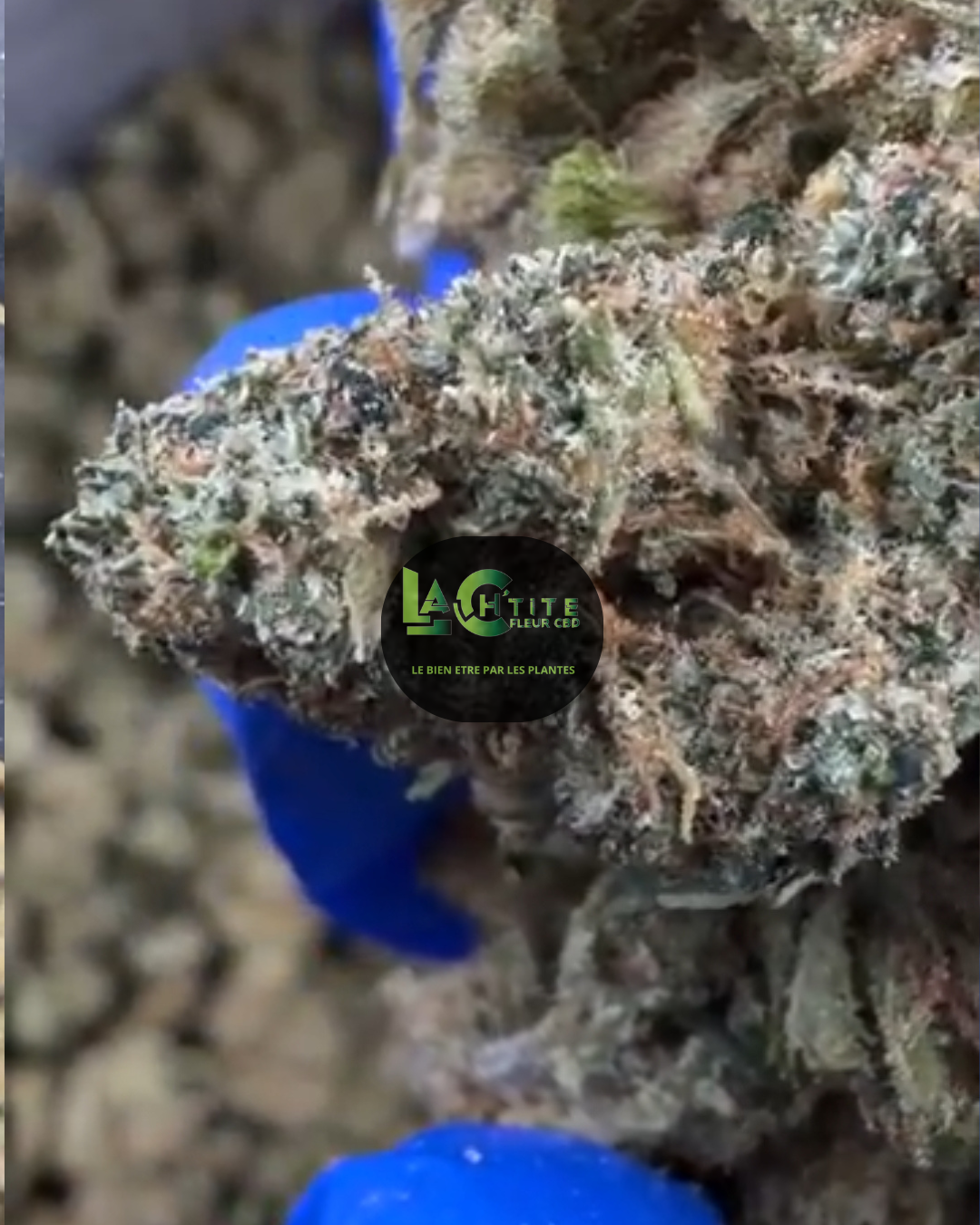 Gushers V+ Indoor Small Bud CBD