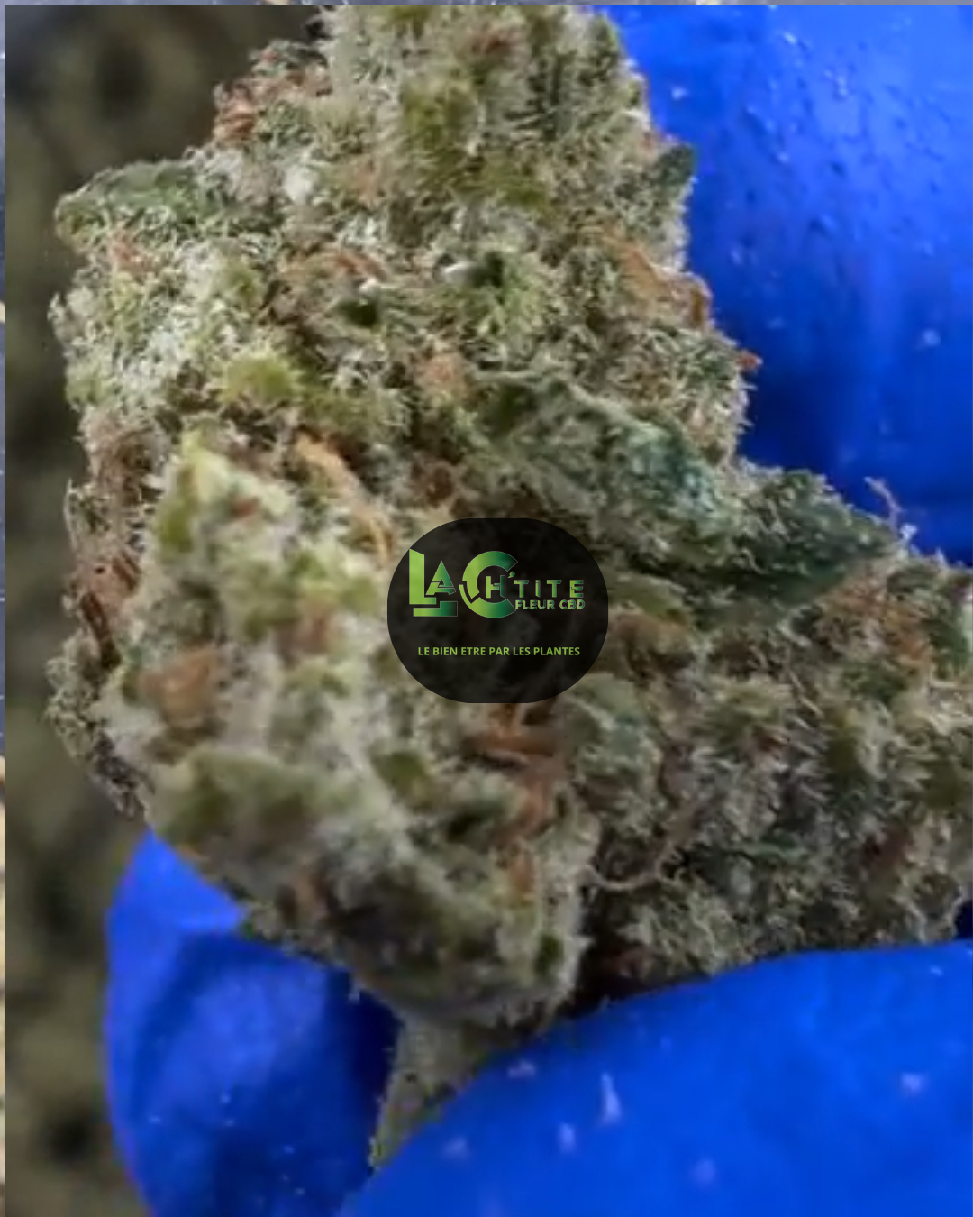 gusher cbd v+