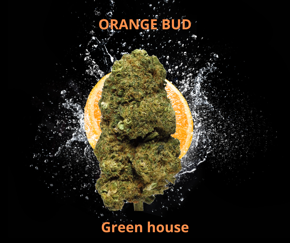 ORANGE BUD