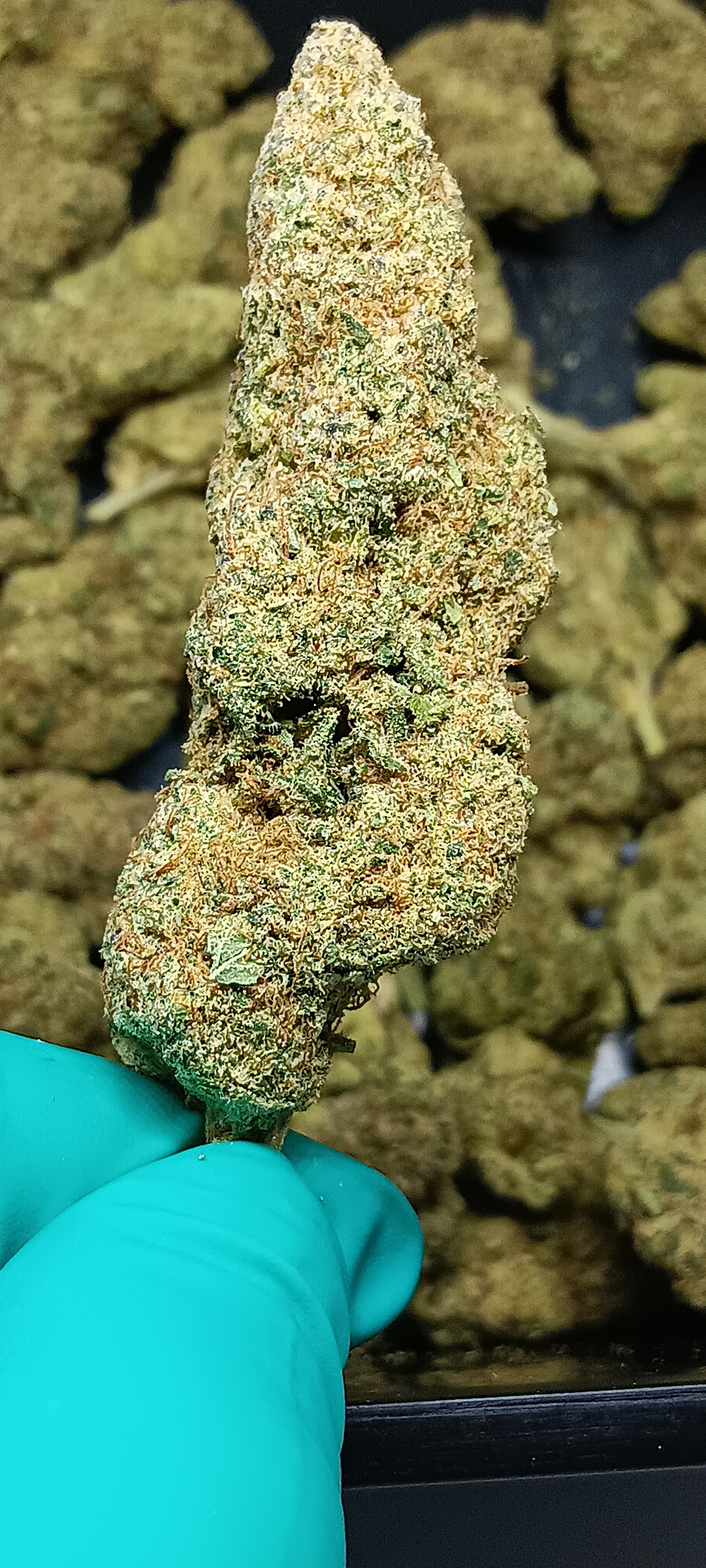 cbd nlx indoor