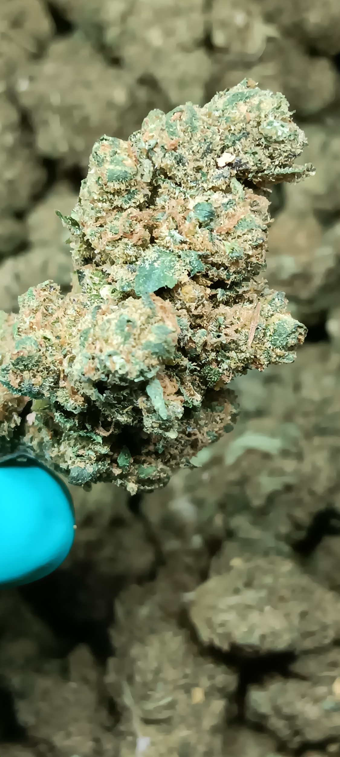 GP4 CBD INDOOR