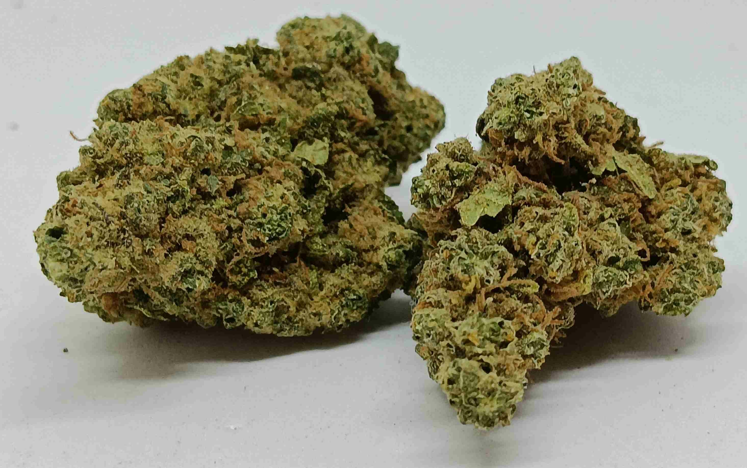 jungle cake cbd indoor