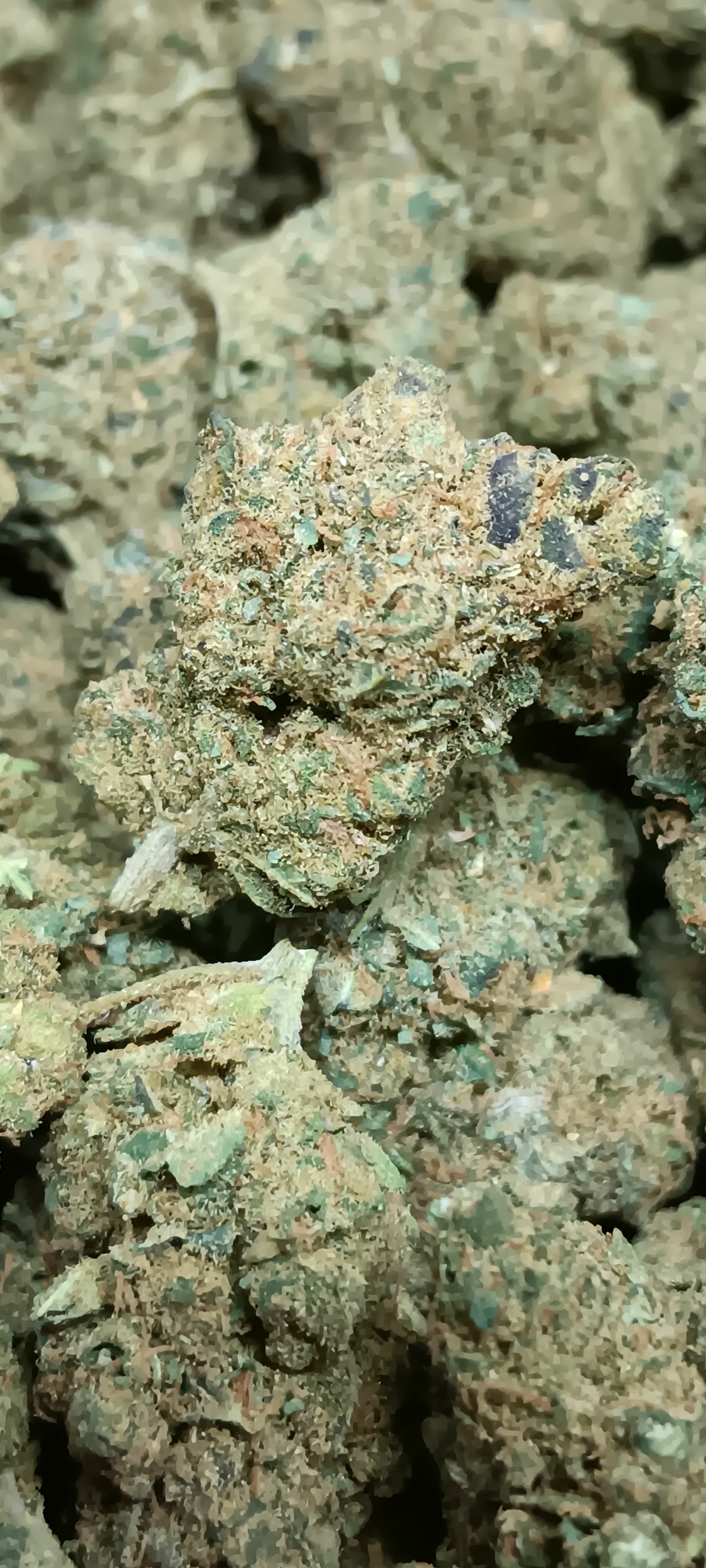 cbd plutonium indoor