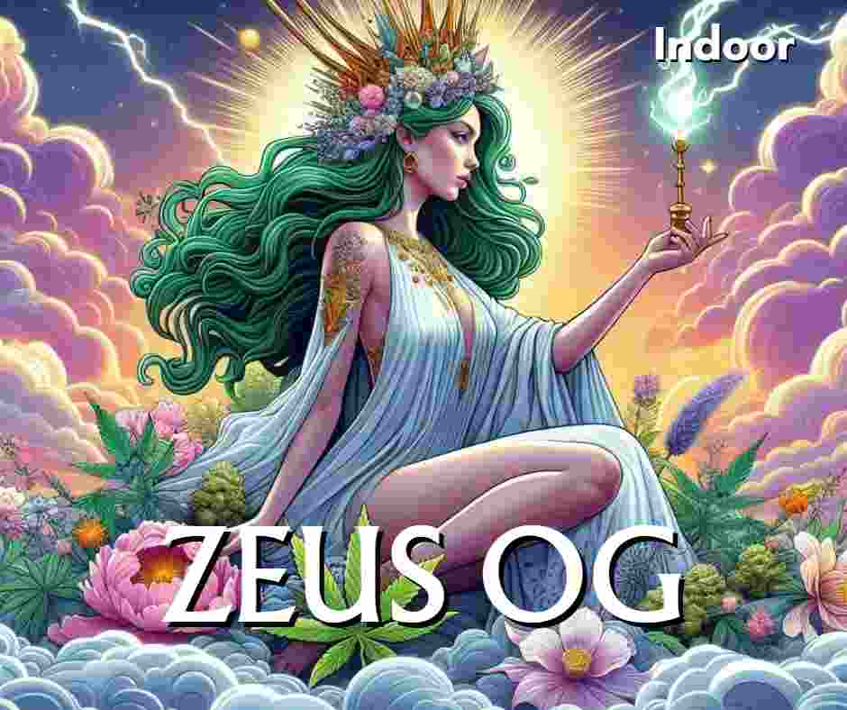 zeus og hydro cbd