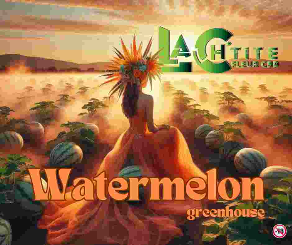 Watermelon cbd greenhouse