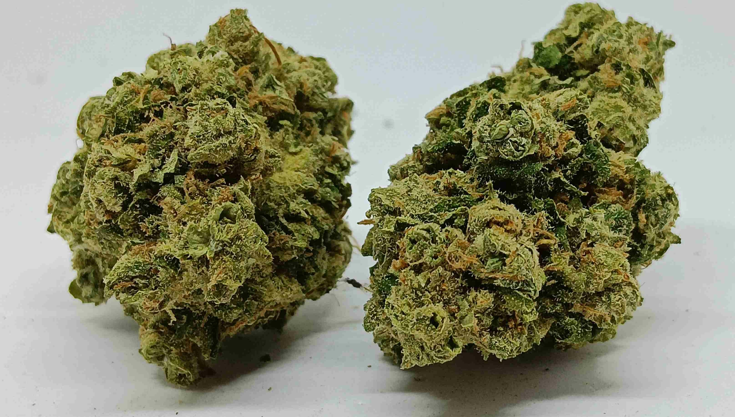 amnesia us indoor cbd