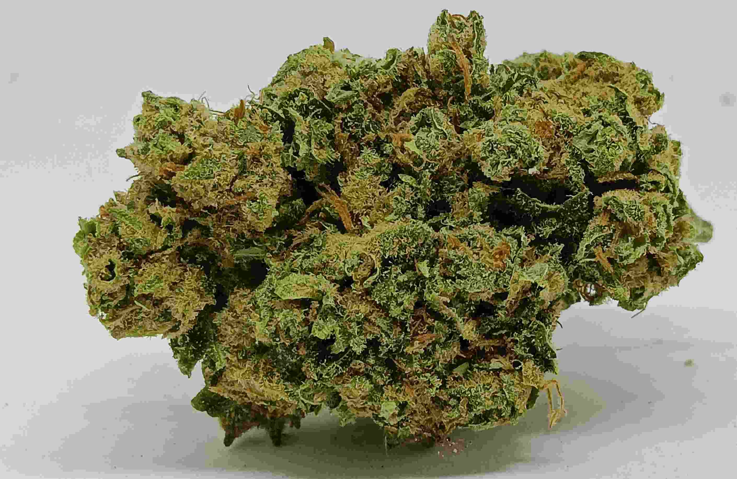 amnesia us indoor cbd