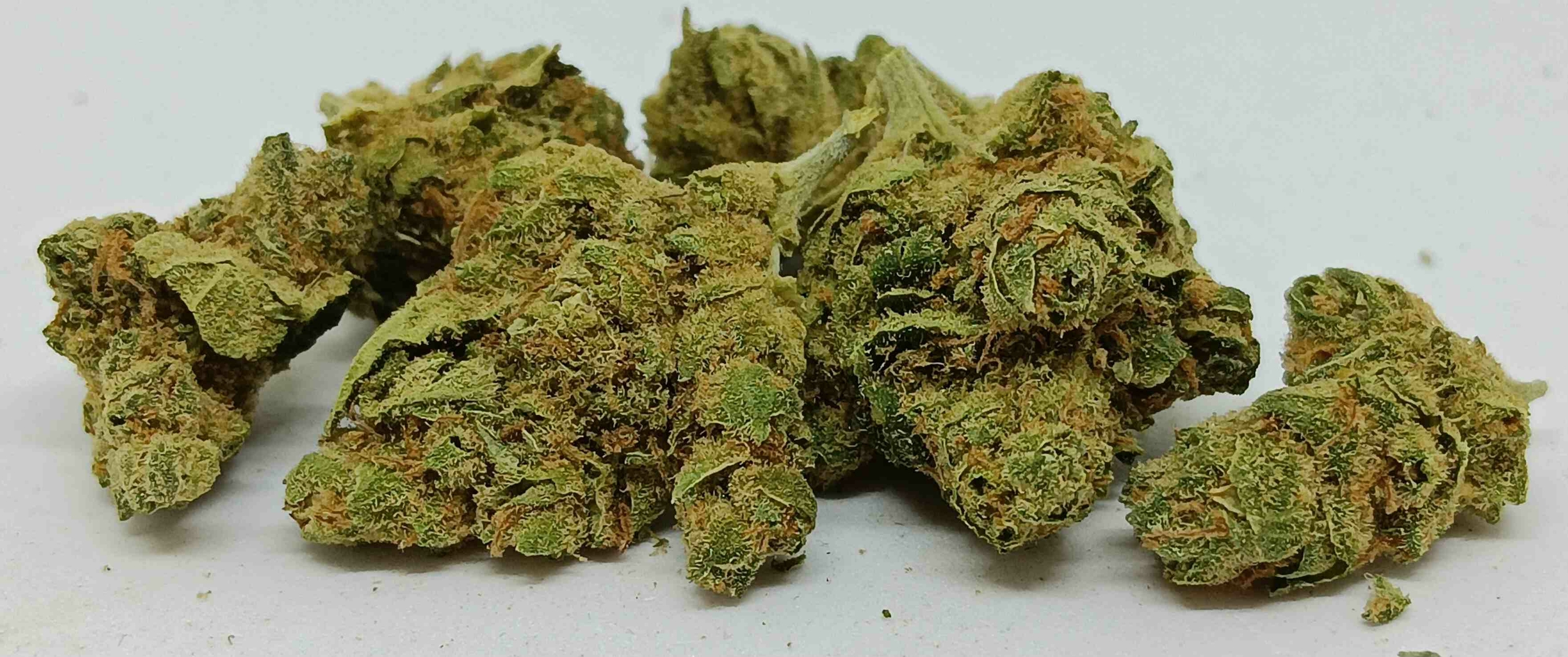 amnesia small bud US