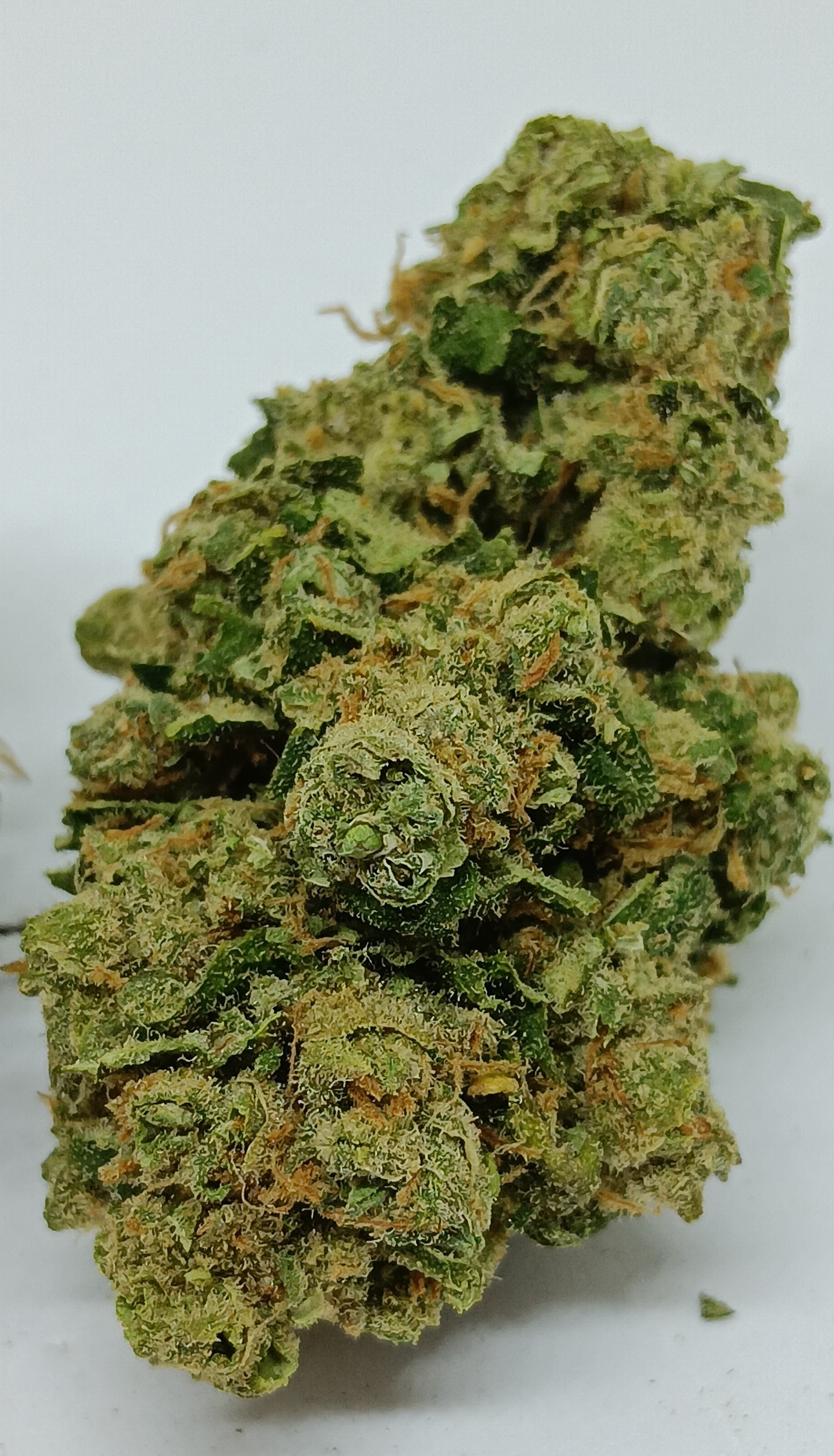 AMNESIA US 