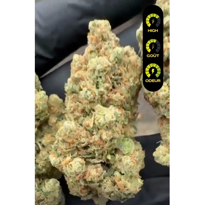 amnesia us cbd
