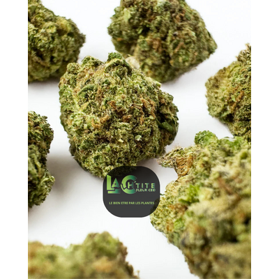 blueberry muffin small bud