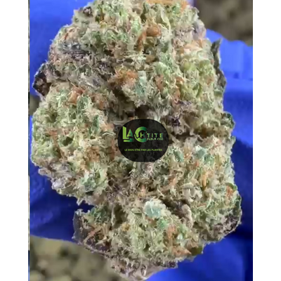 fruty hydro cbd premium