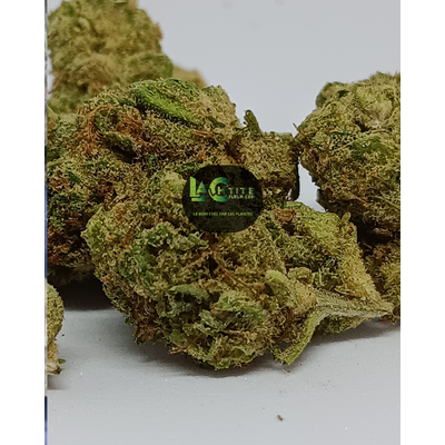 california haze small bud indoor