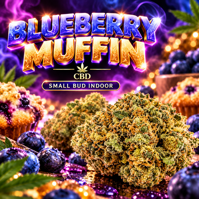 Blueberry Muffin Small Bud Indoor CBD, visuel violet et doré avec fleurs et myrtilles