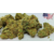 AMNESIA US SMALL BUD CBD