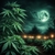 nuit d'enfer cbd