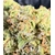 tropicana cookie indoor