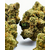 lemon hydro ht