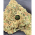 Pineappel cali small bud indoor