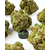 blueberry muffin small bud