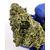 us gelato41