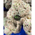 cbd white kush