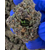 slushie us cbd (2)