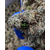 v+ cbd gushers