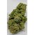 amnesia us cbd