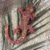 gecko 002