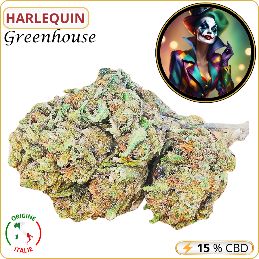 harlequin fleur cbd pas cher