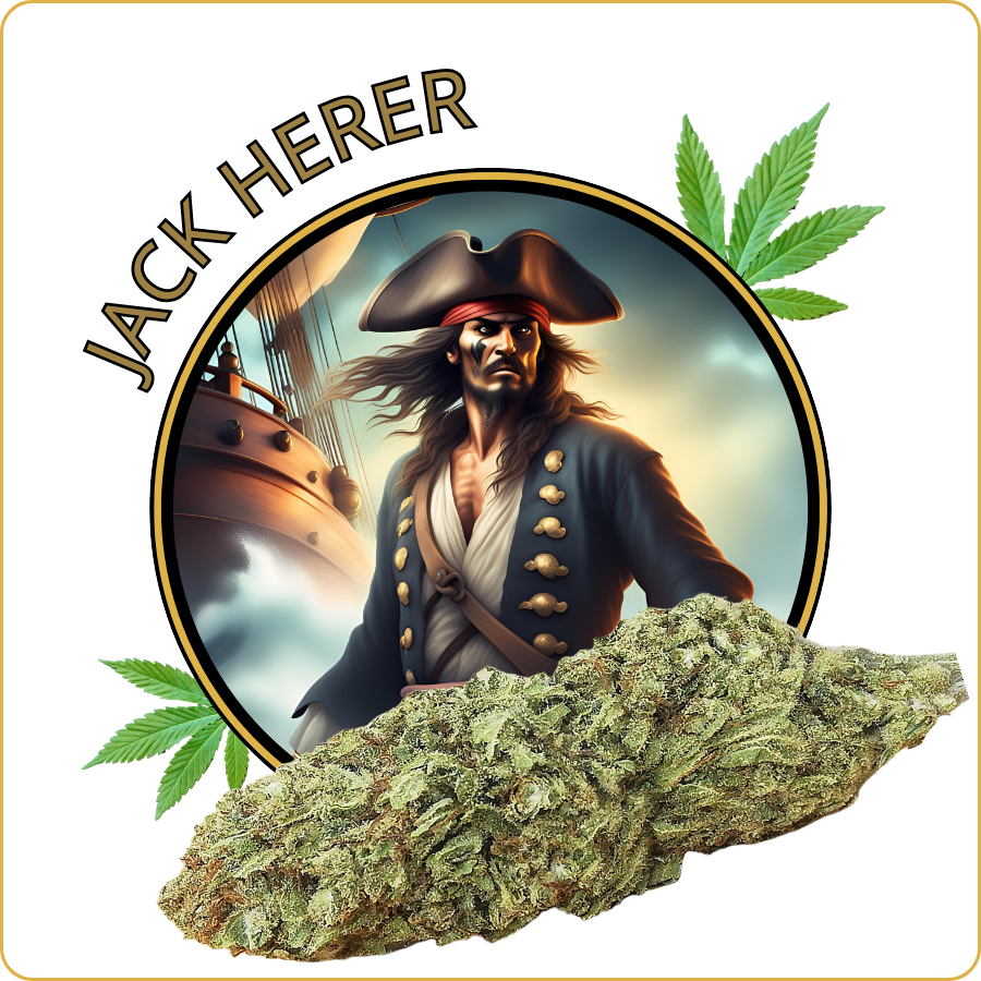 jack herer fleur cbd premium
