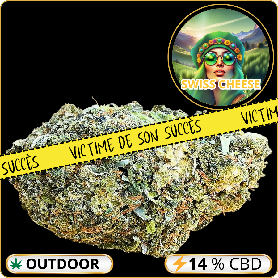 swiss cheese cbd pas cher
