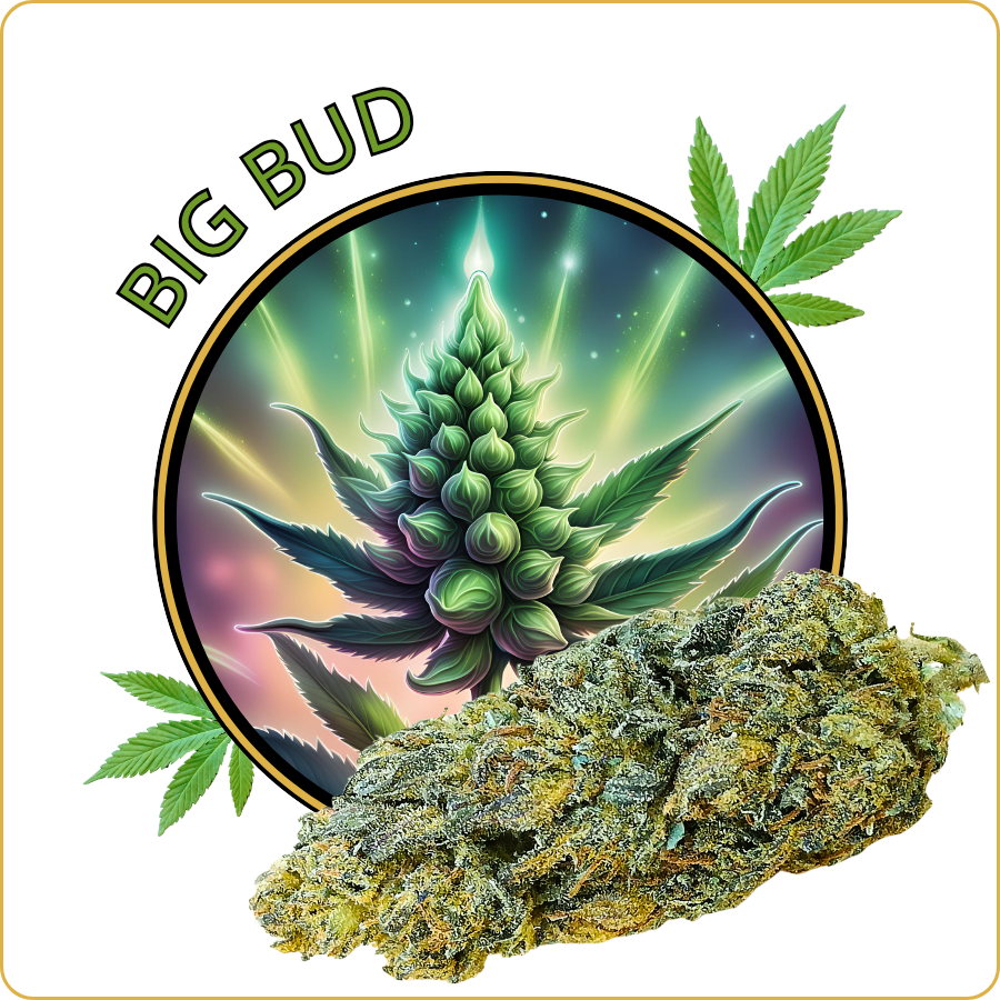 big bud cbd pas cher