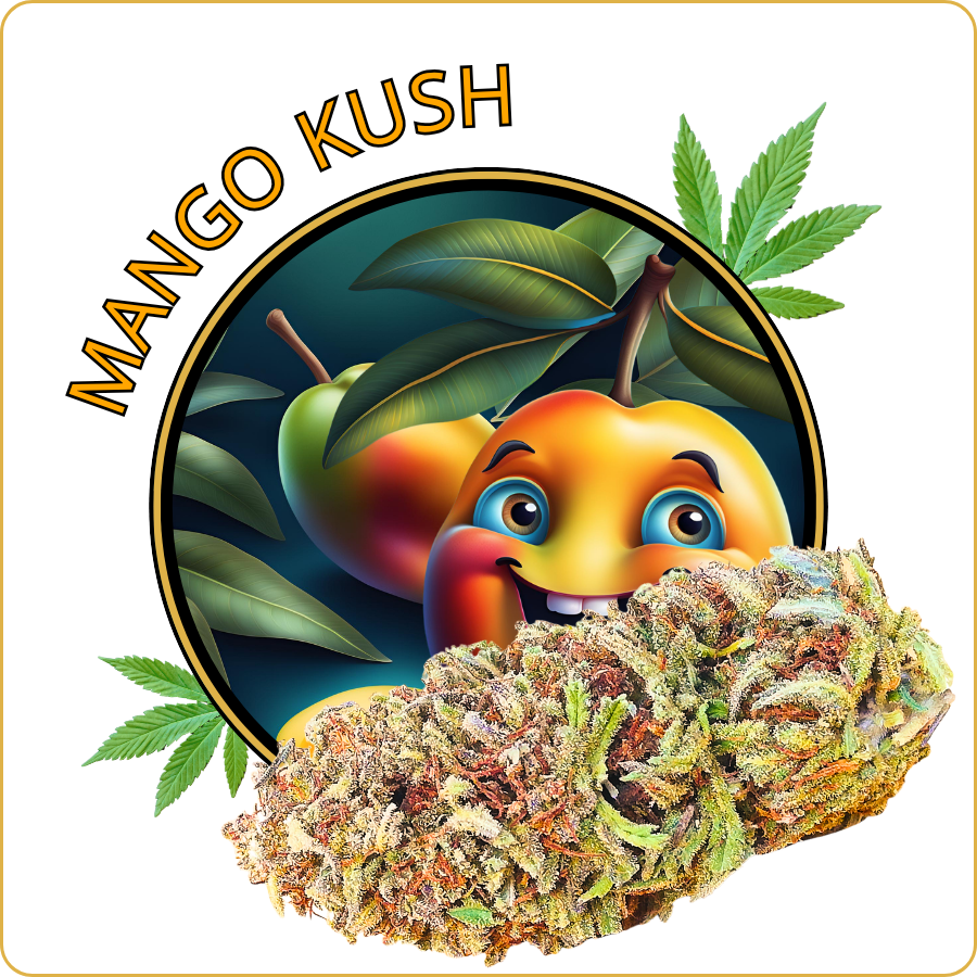 mango kush cbd pas cher