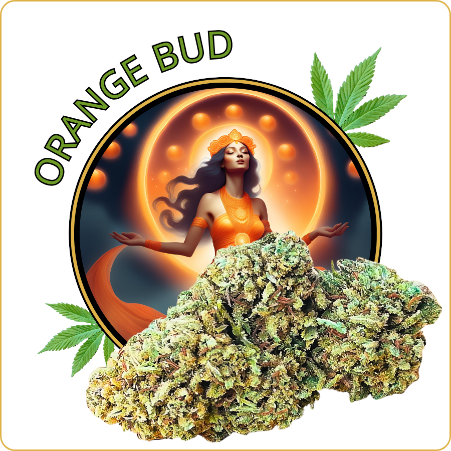 orange bud cbd pas cher